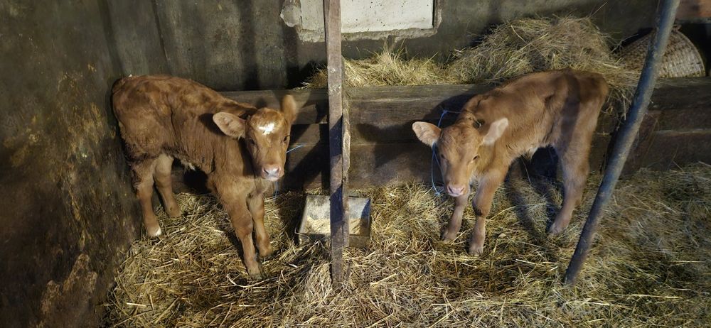 Vând 2  viței balțați