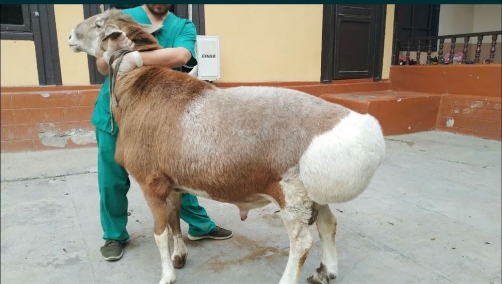 Кассоб хизмати.