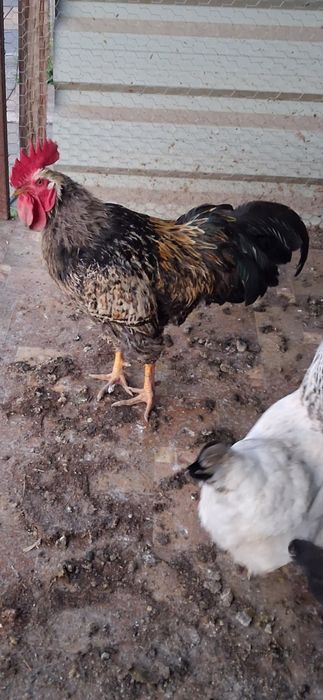 cocos  2025  porumbac