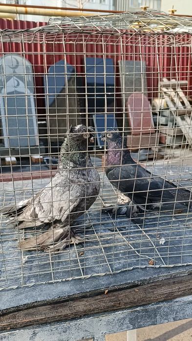 Голуби челкарь и жучка