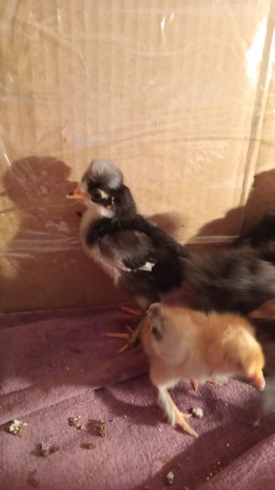 Продам цыплят. 1 неделя.