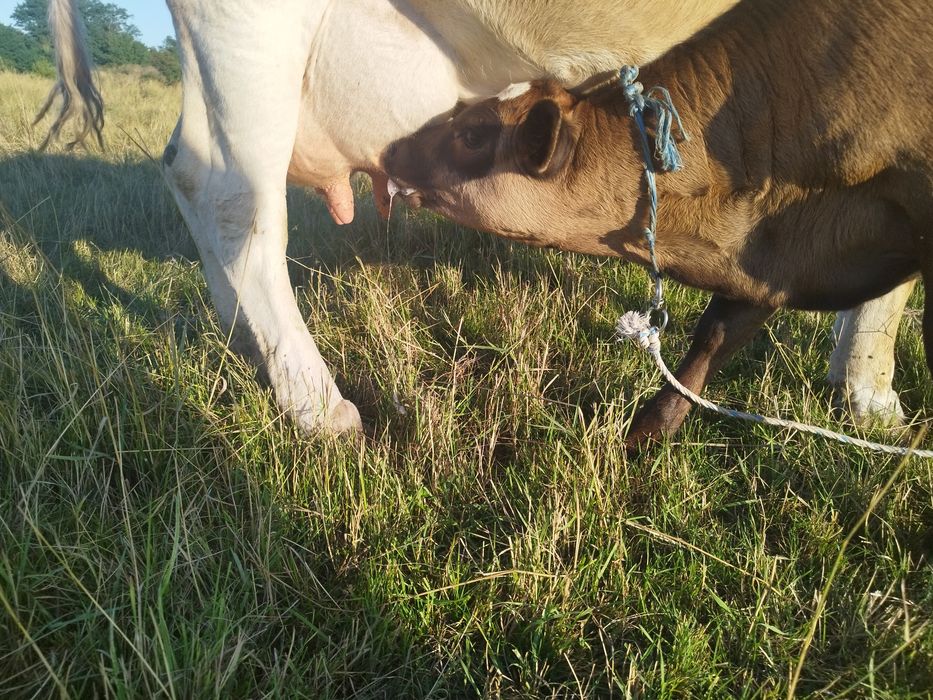 vaca de vanzare.