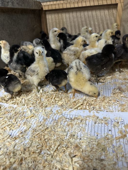Продам домашних цыплят