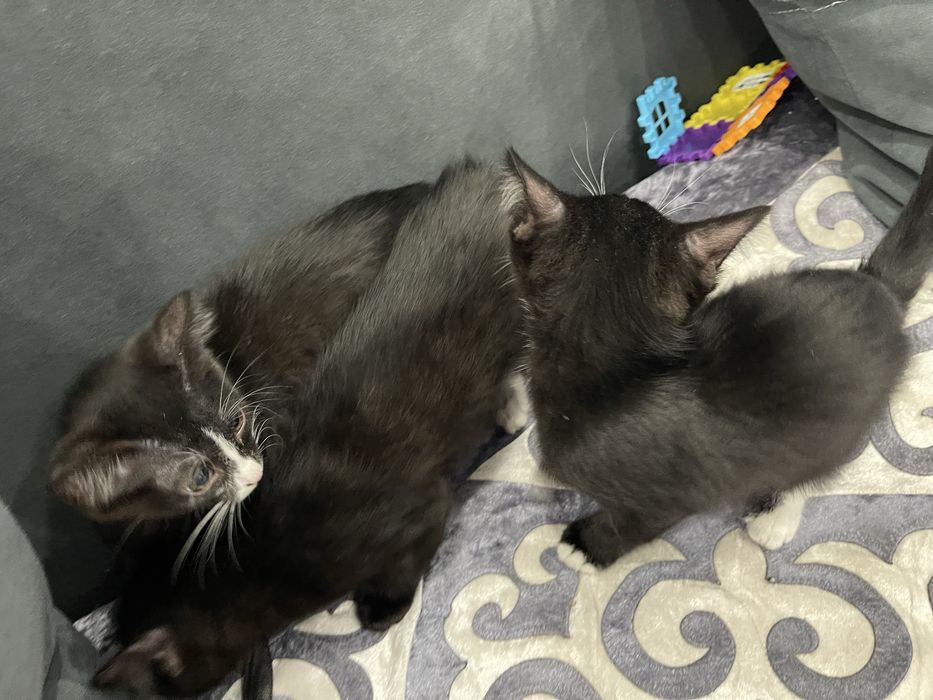 Дарю красивых котят