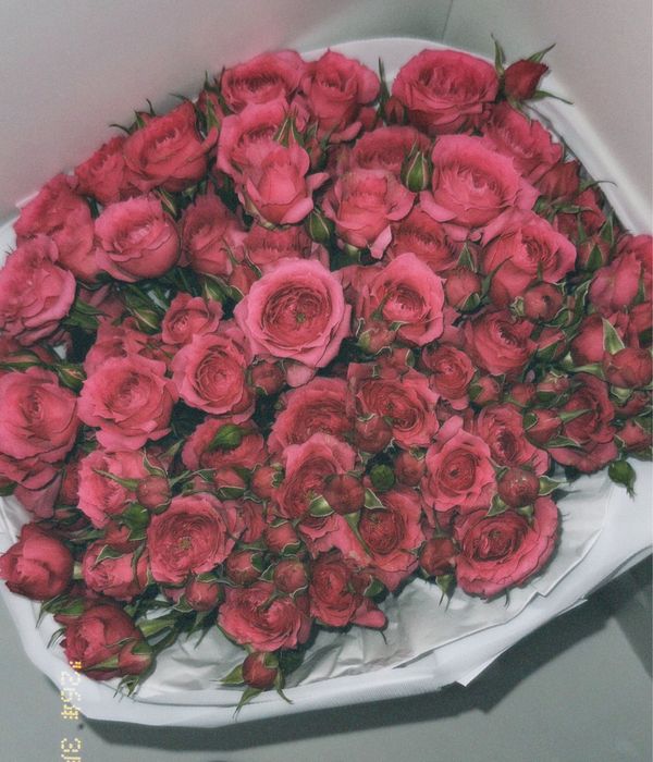 Кустовые роза свежый бугын жиналды