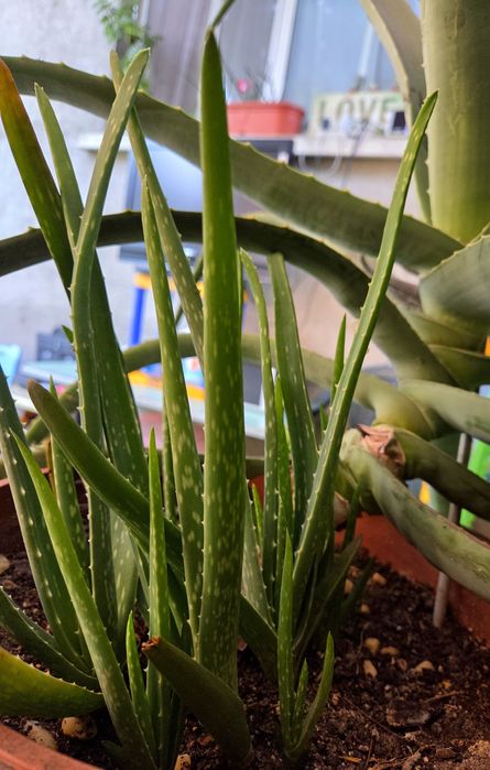 Алое вера (Aloe barbadensis Miller)