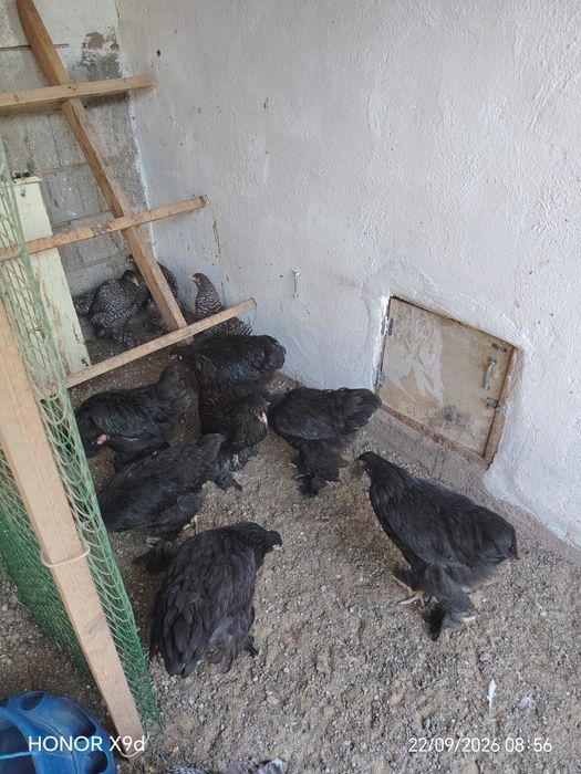 Продам Брамы Цыплята.