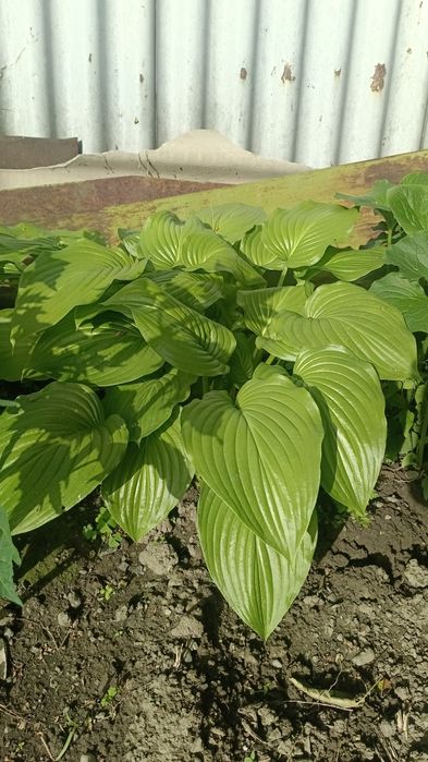 Гортензия Талгар