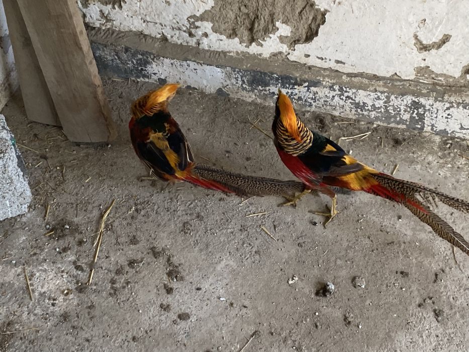 Золотой фазан сотилади