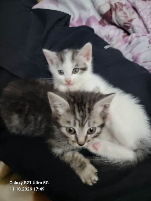 Отдам котят в хорошие руки