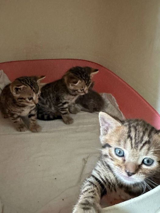 Продам бенгальских котят