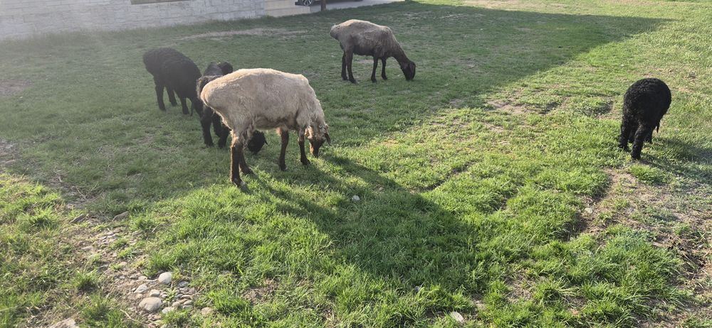 Қозылы қой сатылады