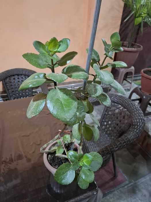 Калахоэ гули     .