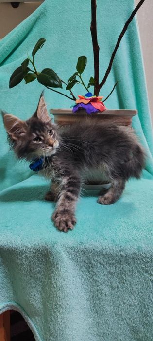 Котята породы Мейн-кун