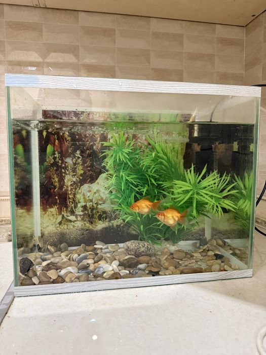 Аквариум с рыбками