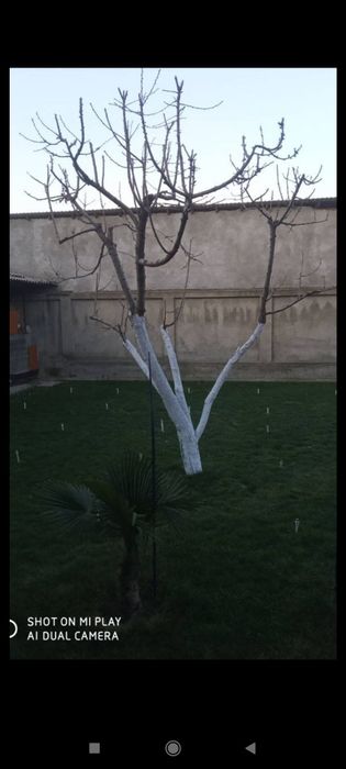 Sadovnik bogʻbon xizmati