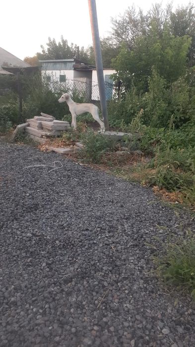 Срочно продам тазы