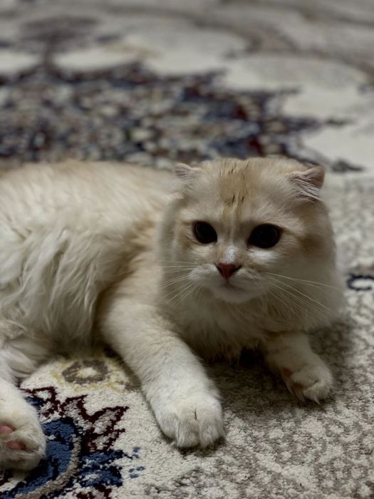 Scottish Fold Longhair (Highland Fold)