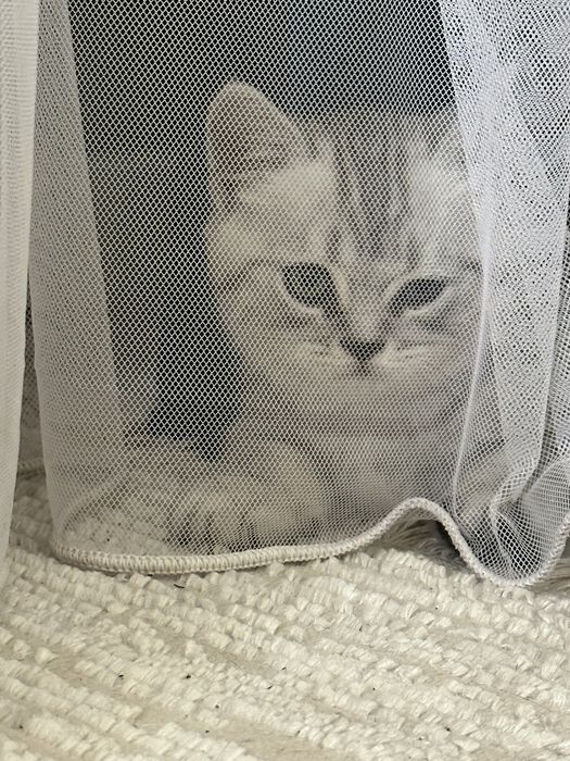 Котенок прямоухий