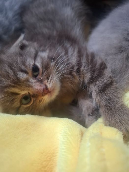 Котята девочки, вислоухие