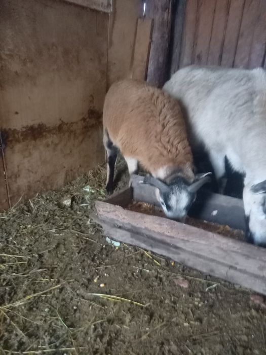 Miei de Cameruni de vanzare