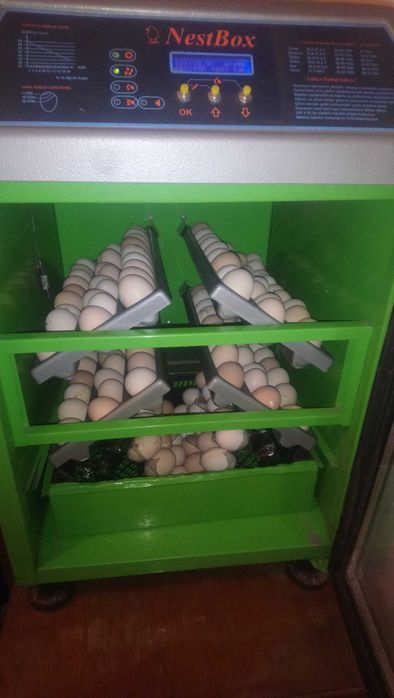Яйца за инкубация.. катунска кокошка .. патица - /юрдек и неми /