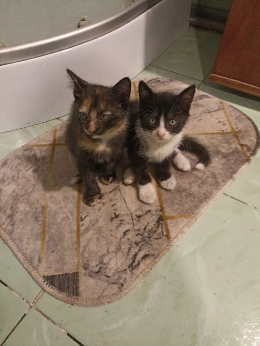 Отдам котят  в добрые руки.