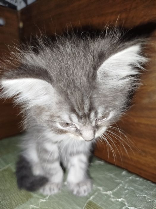 Котёнок метис хороший