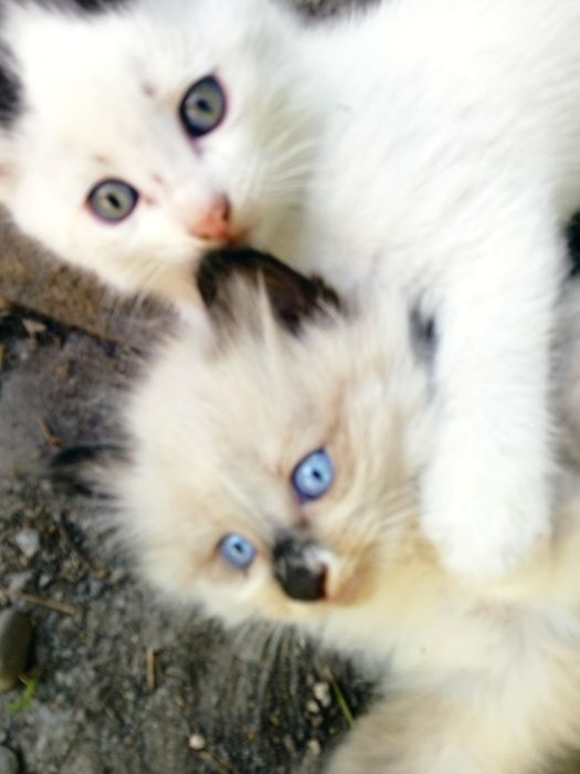 Подарю пушистиков.