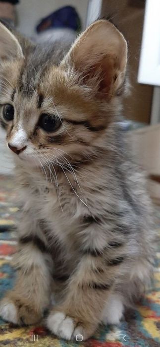 Скотиш  страйт мушук