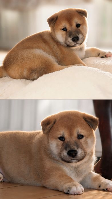 Puiuti de Shiba Inu