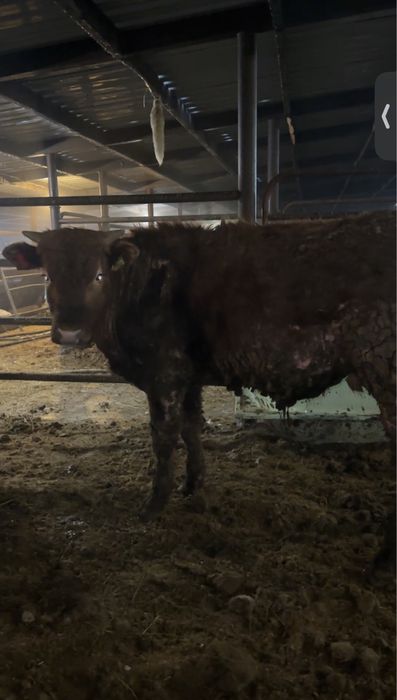 Быки на откорме 11 голов