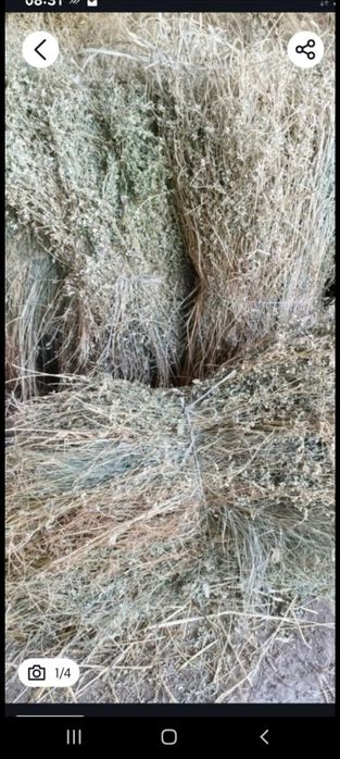 Беда сотилади катта богланган