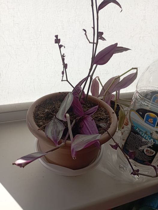 Продам традесканцию