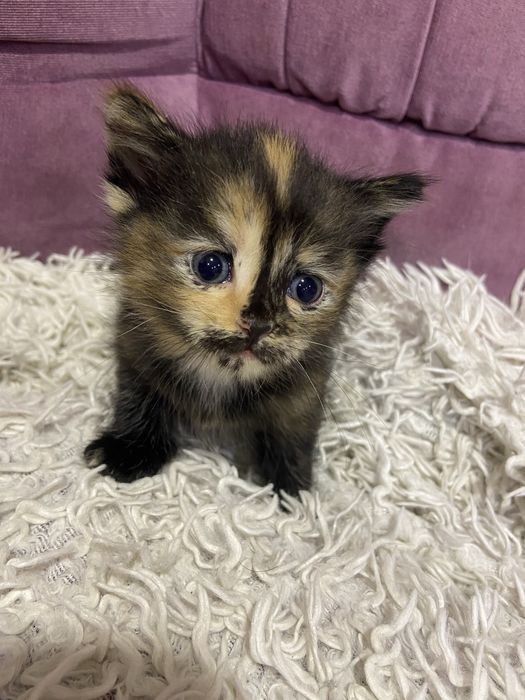 Отдам котят в добрые руки