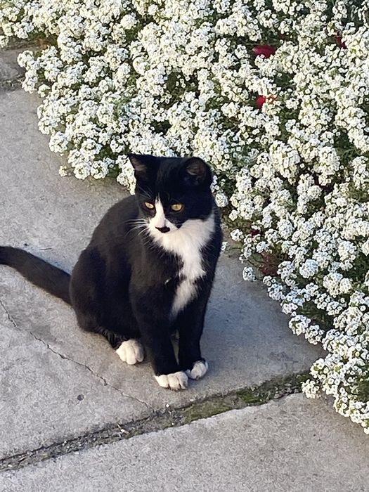 Милые Котята ищут дом