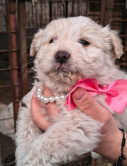 Femelă albă și mascul crem bichon