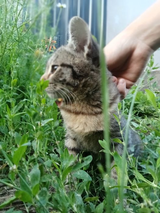 Отдаем бесплатно двух кошечек в добрые руки