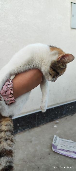 Mushuk bolasi  hadyaga