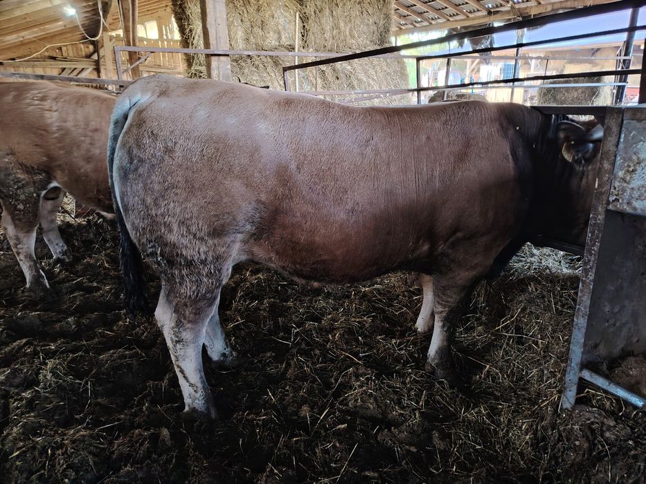 Taur Aubrac 12 luni