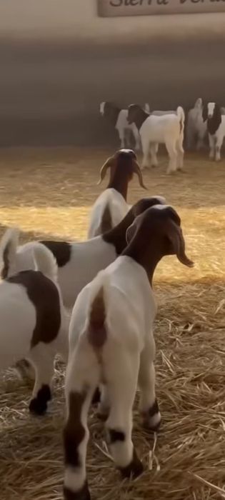 Vând țăpișor Boer