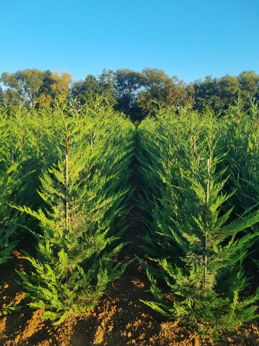 Chiparos Leyland altoit