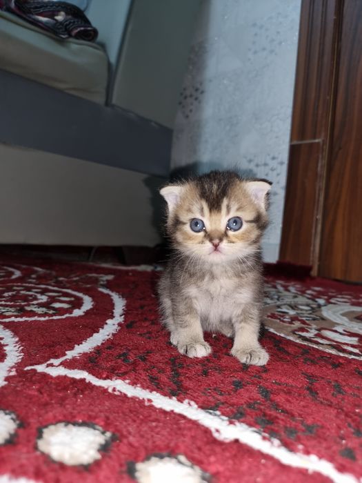 Котята под бронь