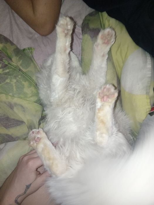 Турецкая ангорка