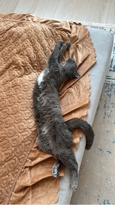 Отдам кошку в хорошие руки