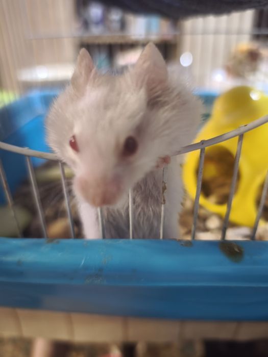Серийские хомячки, белые
