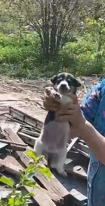 Отдам в добрые руки