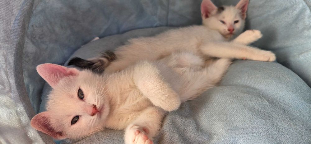 Ofer spre adopție 2 pui și mamica lor