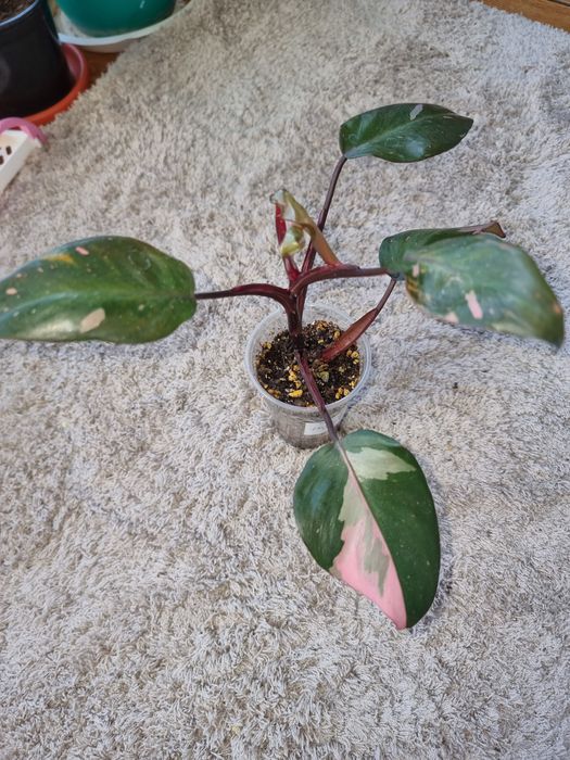 Комнатные цветы Филодендрон Розовая принцесса