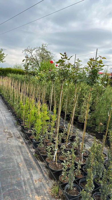 Паулония!!!Дървета,туя храсти и много разнообразие.